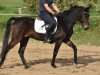 broodmare Panamera 16 (German Riding Pony, 2013, from Strahlemann)