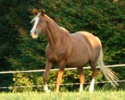 Zuchtstute Heimatklang (Trakehner, 2002, von Lehndorff's)