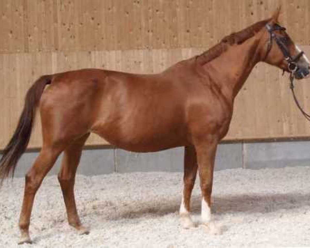 broodmare Ulliulli (Trakehner, 1997, from Honeur)