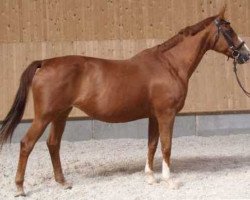 broodmare Ulliulli (Trakehner, 1997, from Honeur)