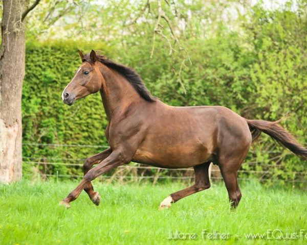 Zuchtstute Hannaziera (Trakehner, 2003, von Herzruf)