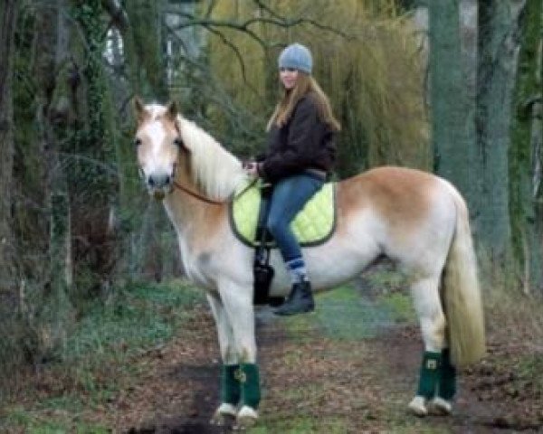 broodmare Ayoka (Haflinger, 2007, from Aktiv)