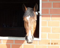 Springpferd Chicca de la Luna A (Westfale, 2013, von Con Chello)