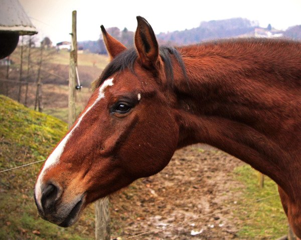 horse Gigolo (Austrian Warmblood, 2008, from Galliano)