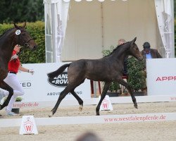 broodmare Stute von Caressini / Quintender (Westphalian, 2017, from Caressini)