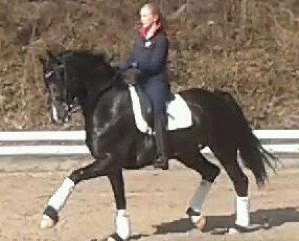 stallion Contendros Bube (Hanoverian, 2002, from Contendro I)