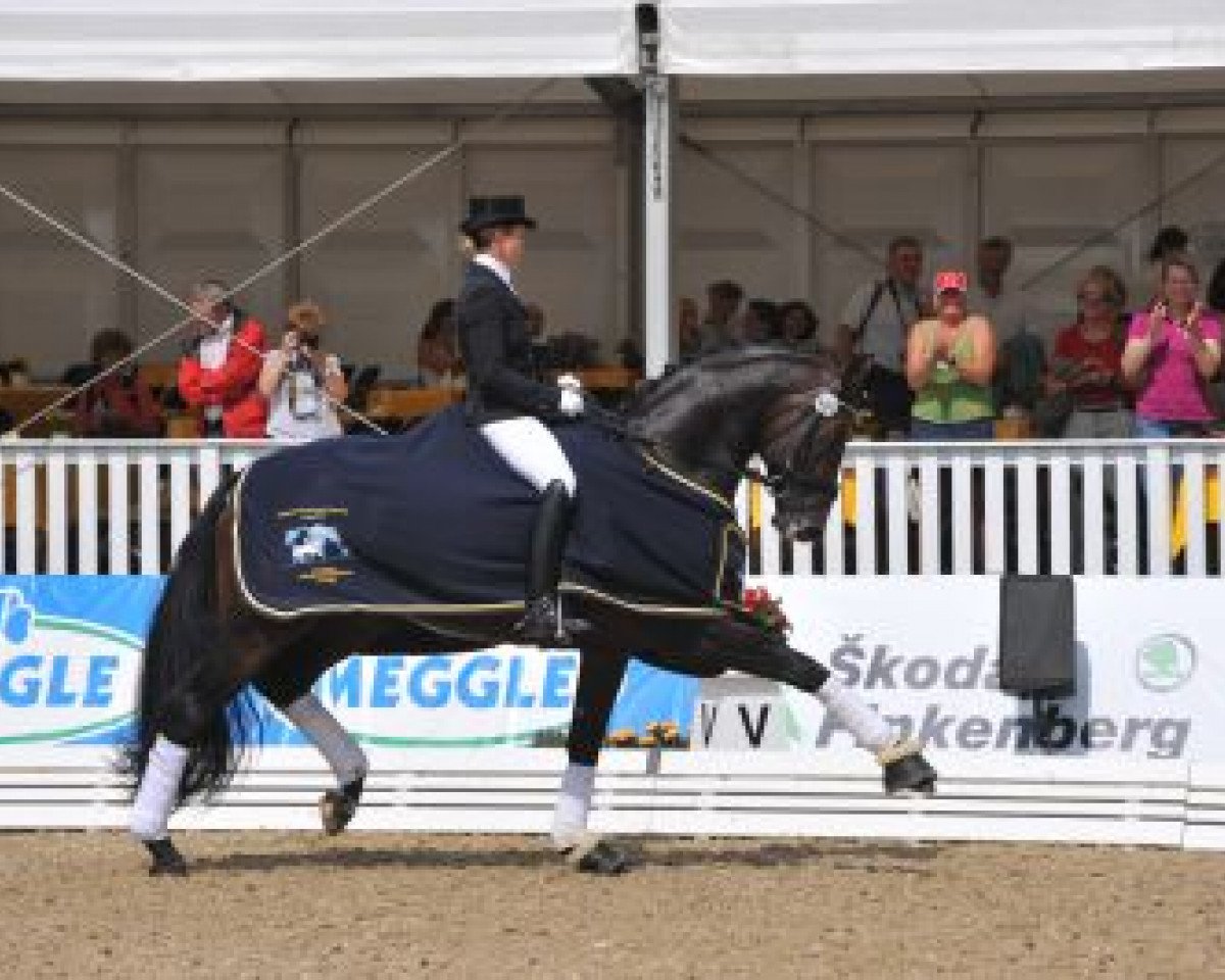dressage horse Ratzinger (Austrian Warmblood, 2005, from Riccione)