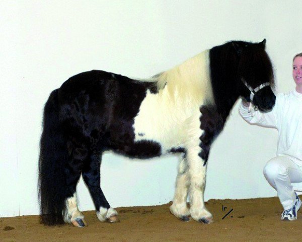 stallion Lex Liebas (Shetland Pony, 1996, from Furi van de Vier Hoeven)