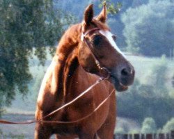 horse Symphonie 011 (Rhinelander, 1974, from Salut)