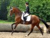stallion High Motion 2 (Trakehner, 2012, from Saint Cyr)