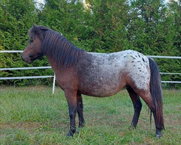 Zuchtstute Dreamcatcher van Stal Anja (Dt.Part-bred Shetland Pony, 2016)