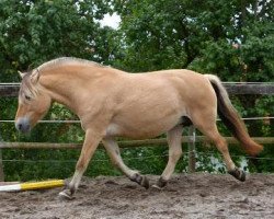 broodmare Halika (Fjord Horse, 2001, from Haavard)