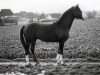 stallion Einstand II (Hanoverian, 1978, from Einblick)