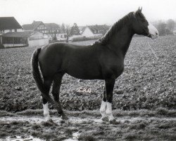 stallion Einstand II (Hanoverian, 1978, from Einblick)