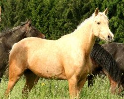 broodmare Claims to be Gold xx (Thoroughbred, 2009, from Snowy River xx)