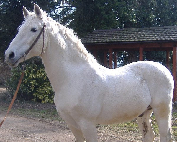 horse Imparo (Zweibrücken, 1983, from Intervall)