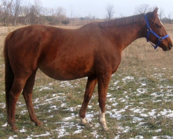 broodmare Claims to be Good xx (Thoroughbred, 2000, from Secret Claim xx)