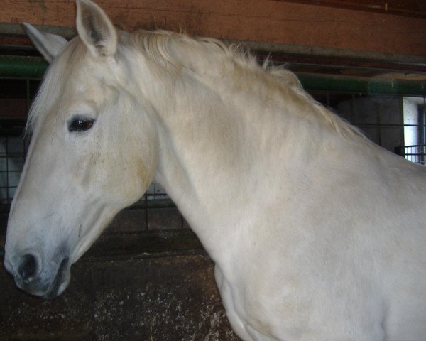 stallion Imparo (Zweibrücken, 1983, from Intervall)