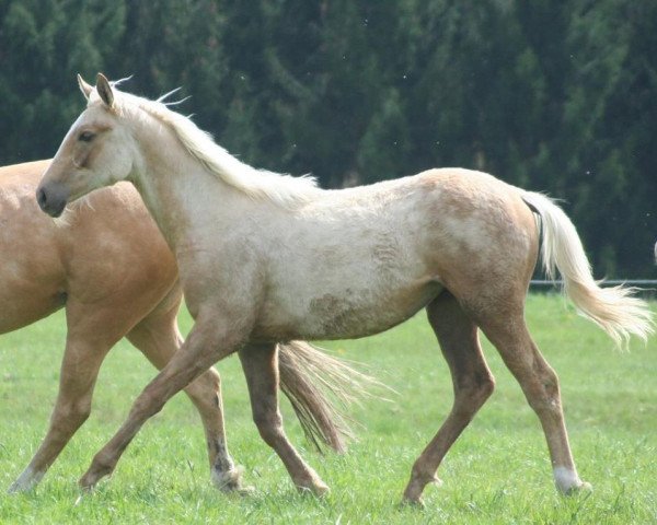 broodmare Snowflake's Bergheide (Thoroughbred, 2015, from Allthegoldnftknox xx)