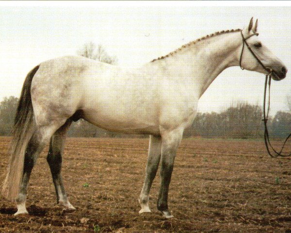 stallion Wunderbar (Westphalian, 1980, from Wunderlich)