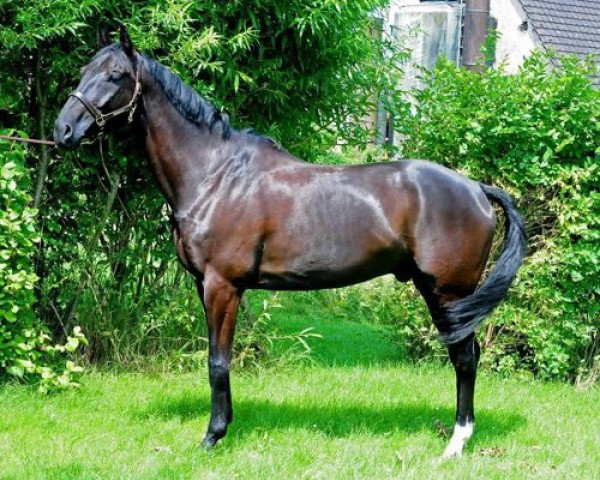 Pferd Happy Danilo (Schweizer Warmblut, 2002, von Heraldik xx)