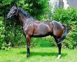 Pferd Happy Danilo (Schweizer Warmblut, 2002, von Heraldik xx)