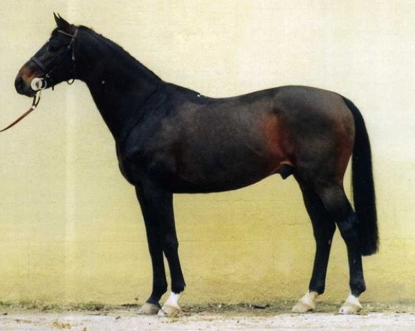 stallion Urbain du Monnai (Selle Français, 1986, from Narcos II)