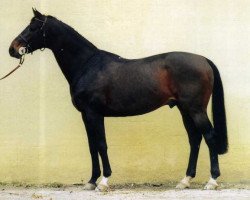 stallion Urbain du Monnai (Selle Français, 1986, from Narcos II)