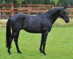 stallion Genios xx (Thoroughbred, 2001, from Oxalagu xx)