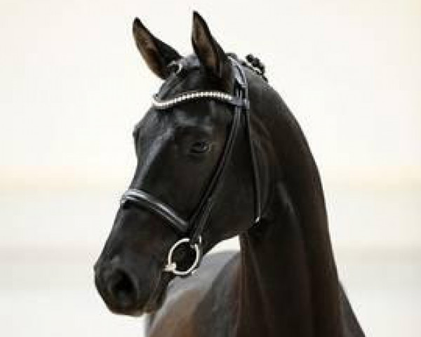 stallion Cadeau Noir (Hanoverian, 2010, from Christ)