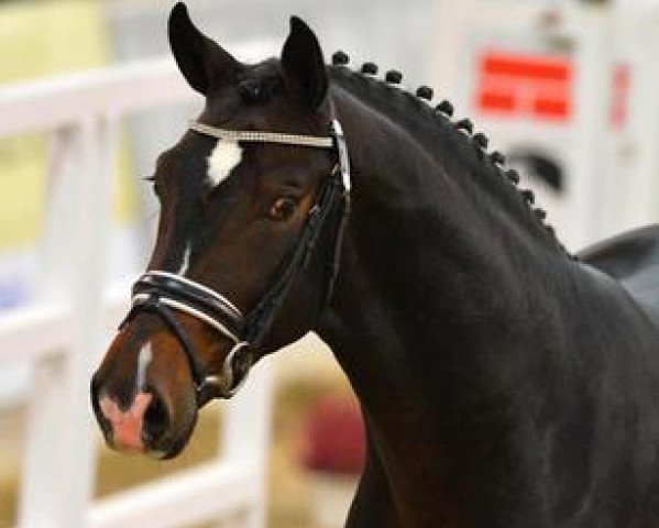 stallion Fürst Belissaro (Hanoverian, 2011, from Fürstenball)