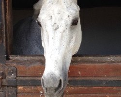 Pferd Harpad d'Authieux (Selle Français, 1995, von Ithuriel x)