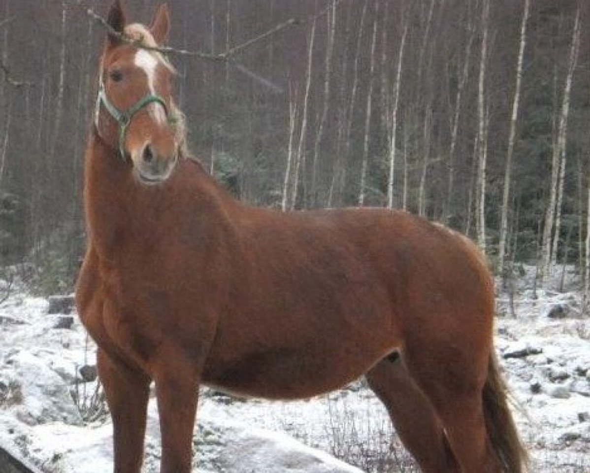 Zuchtstute Korsika (Sachsen-Anhaltiner, 1997, von Kolibri 2705)