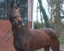 broodmare Dantes Girl Thd (Oldenburg, 2011, from Dante Weltino Old)