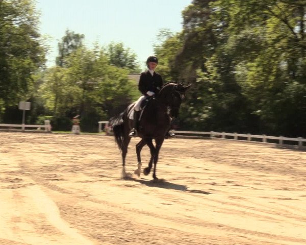 Reitturnier Meppen 2018