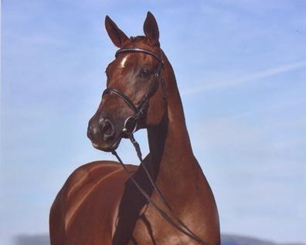 Zuchtstute Katja SN (Trakehner, 1995, von Katamaran xx)