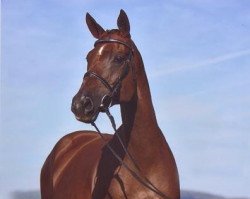 broodmare Katja SN (Trakehner, 1995, from Katamaran xx)