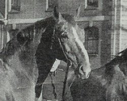 stallion Eugen 3866 (Hanoverian, 1950, from Astflug 3564)