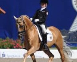 stallion Domino Dancing (German Riding Pony, 1993, from Derano Gold)