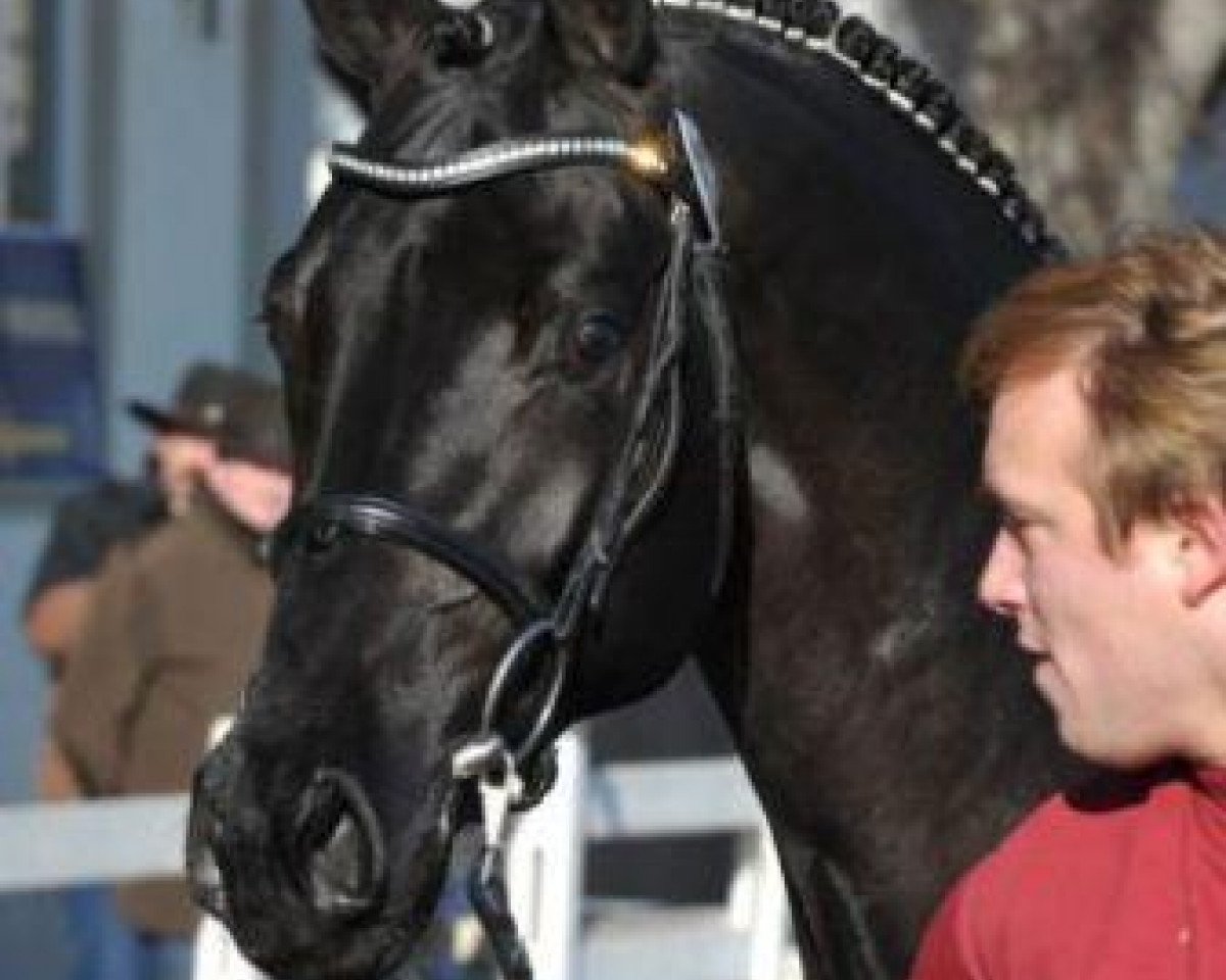 stallion Diar Noir (Holsteiner, 2009, from Diarado)