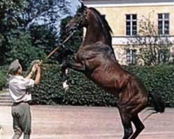 stallion Hyperbole xx (Thoroughbred, 1945, from Hyperion xx)