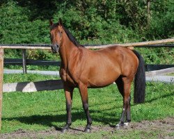 broodmare Leggiera de la Luna (Oldenburg show jumper, 2002, from Lycos)