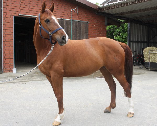 horse Florina 133 (Westphalian, 2004, from Florestan I)