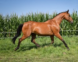 broodmare Charis (Oldenburg, 2005, from Cayetano L)