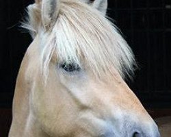 stallion Cavall (Fjord Horse, 2011, from Catago)