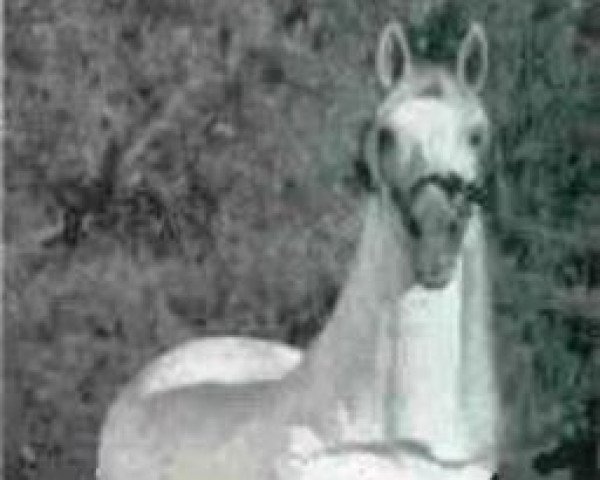 stallion Pinturero VIII (Pura Raza Espanola (PRE), 1972, from Amoroso V)
