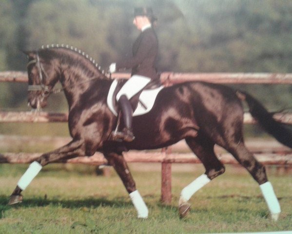 stallion Delamanga (Württemberger, 2006, from Dr. Jackson D)