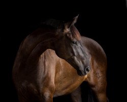 dressage horse Grenzfürst (Trakehner, 2006, from Herzfunke)