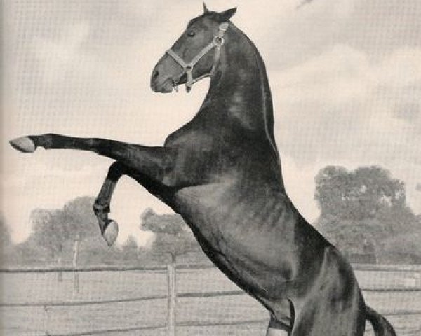 stallion Wirbelwind xx (Thoroughbred, 1938, from Tourbillon xx)