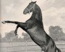 horse Wirbelwind xx (Thoroughbred, 1938, from Tourbillon xx)